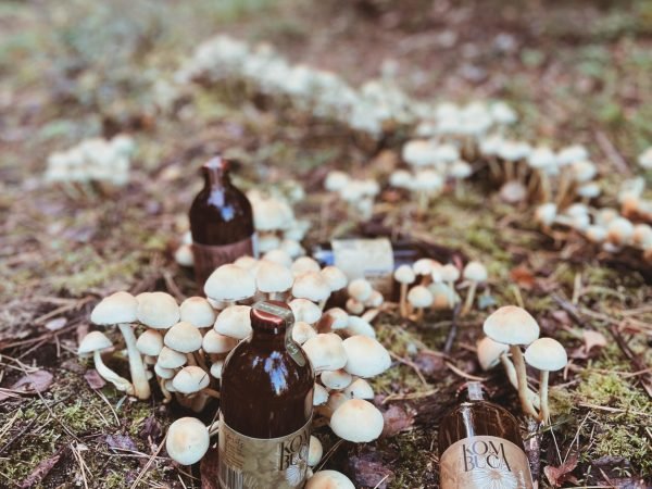 tea mushroom in nordic forest